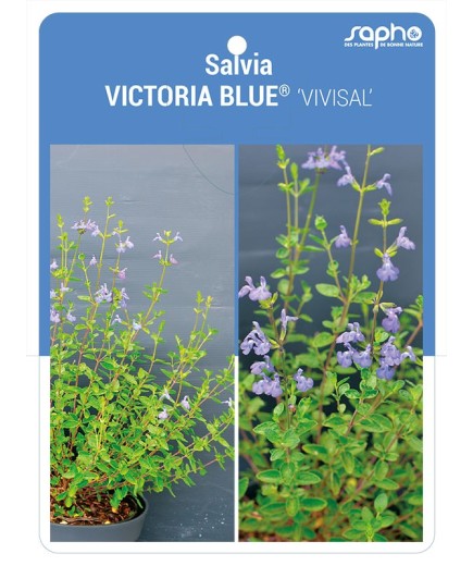 Salvia VICTORIA BLUE® 'VIVISAL'