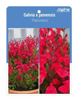 Salvia x jamensis 'Flammenn'