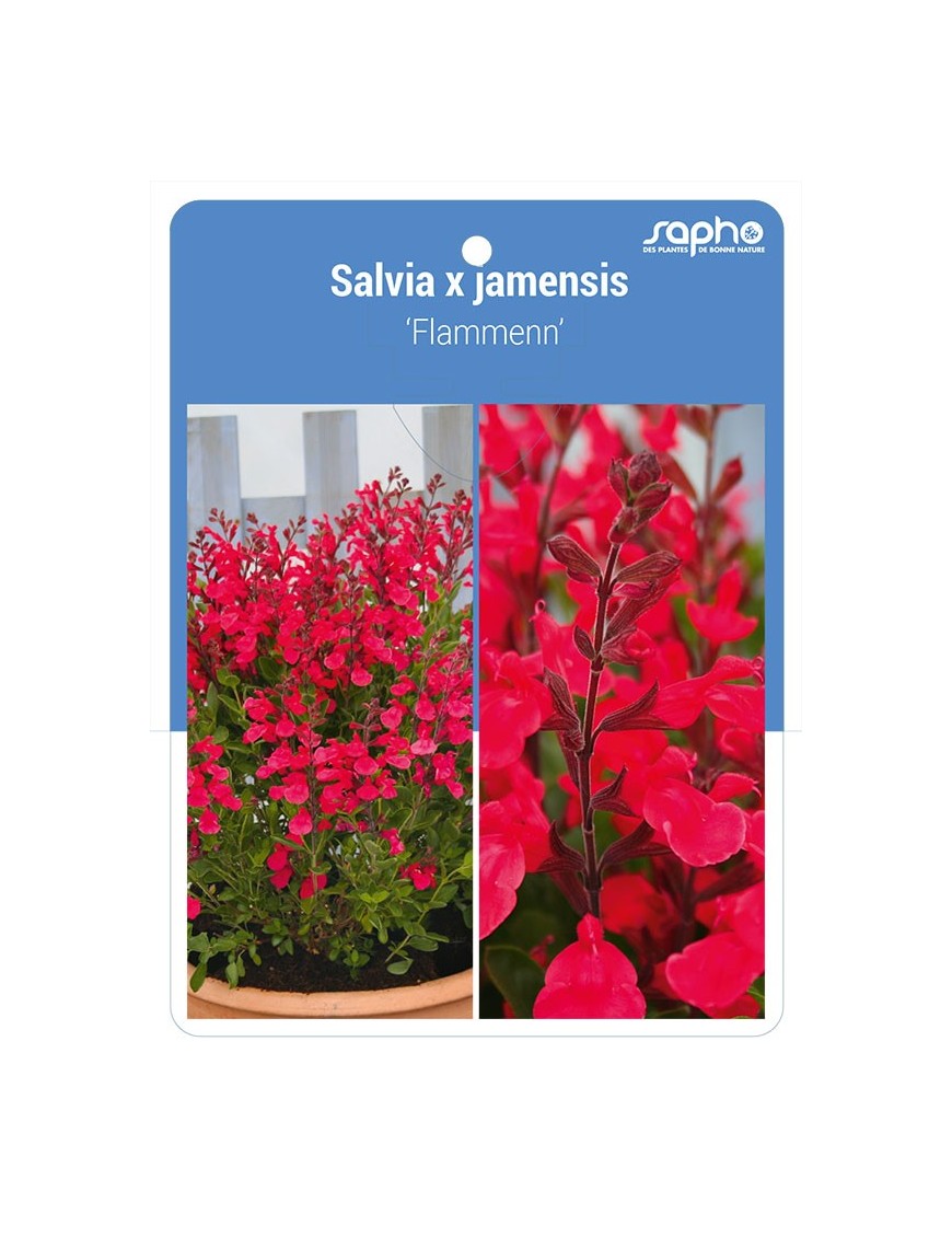 Salvia x jamensis 'Flammenn'