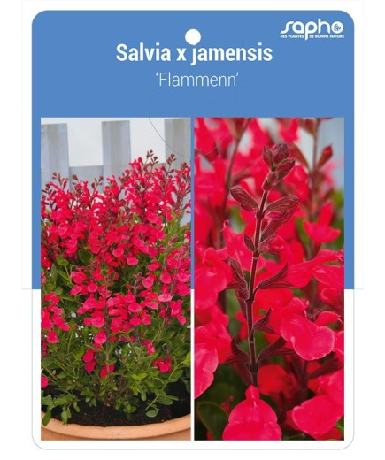 Salvia x jamensis 'Flammenn'