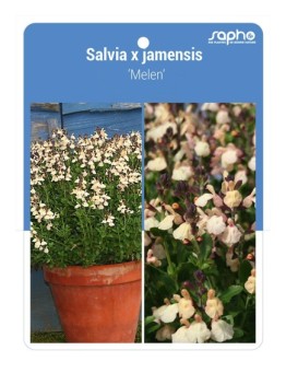 Salvia x jamensis 'Melen'