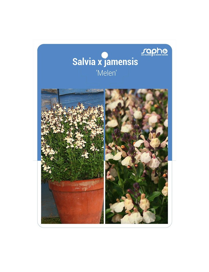 Salvia x jamensis 'Melen'