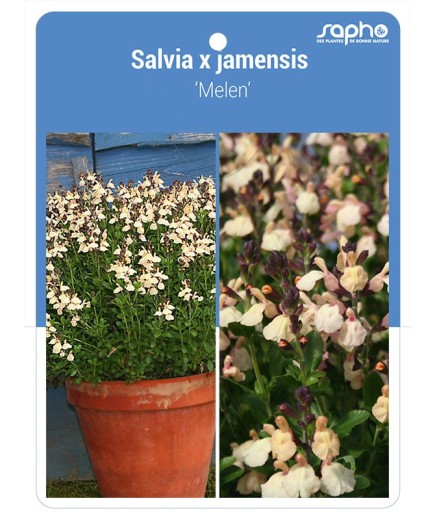 Salvia x jamensis 'Melen'