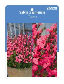 Salvia x jamensis 'Pluenn'