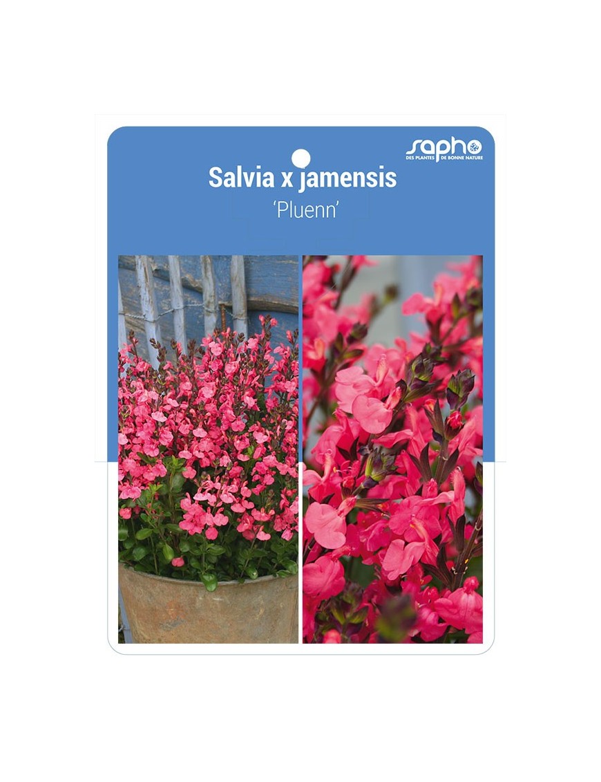 Salvia x jamensis 'Pluenn'