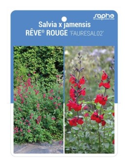 Salvia x jamensis RÊVE® ROUGE 'FAURESAL02'