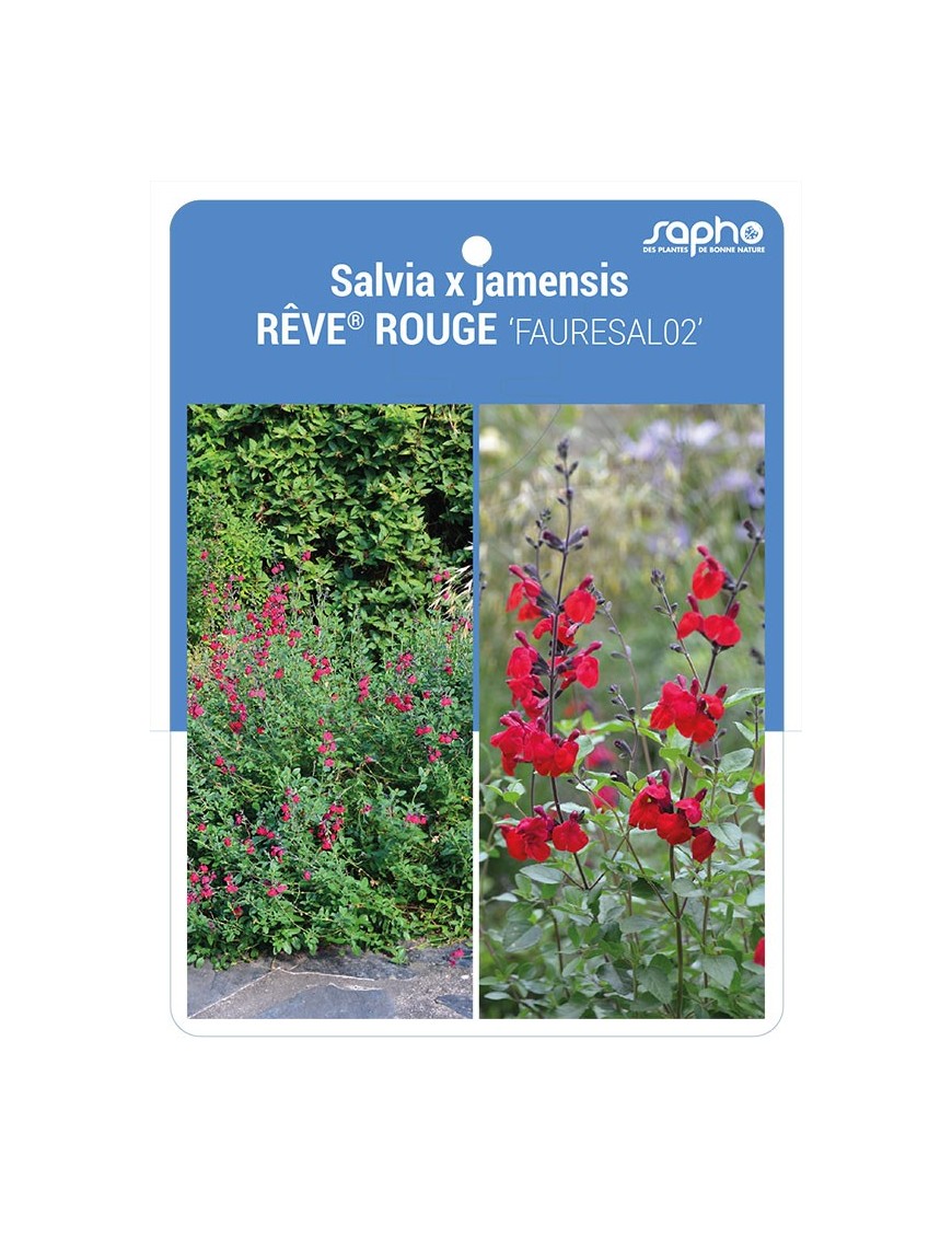 Salvia x jamensis RÊVE® ROUGE 'FAURESAL02'