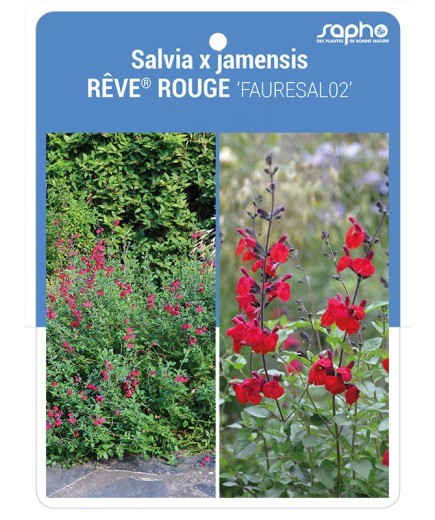 Salvia x jamensis RÊVE® ROUGE 'FAURESAL02'