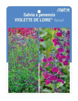Salvia x jamensis VIOLETTE DE LOIRE® 'Barsal'