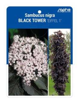 Sambucus nigra BLACK TOWER 'Eiffel 1'