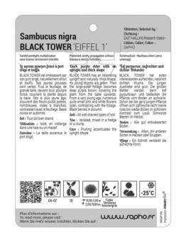Sambucus nigra BLACK TOWER 'Eiffel 1'