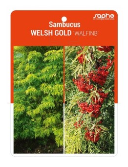 Sambucus WELSH GOLD 'WALFINB'