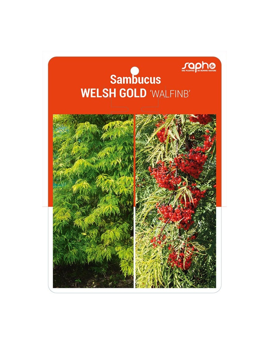 Sambucus WELSH GOLD 'WALFINB'