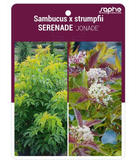 Sambucus x strumpfii SERENADE 'JONADE'