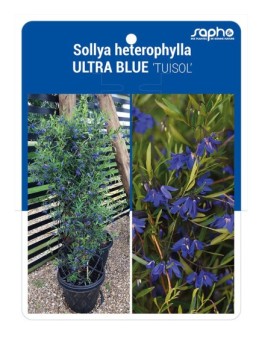 Sollya heterophylla ULTRA BLUE 'TUISOL'