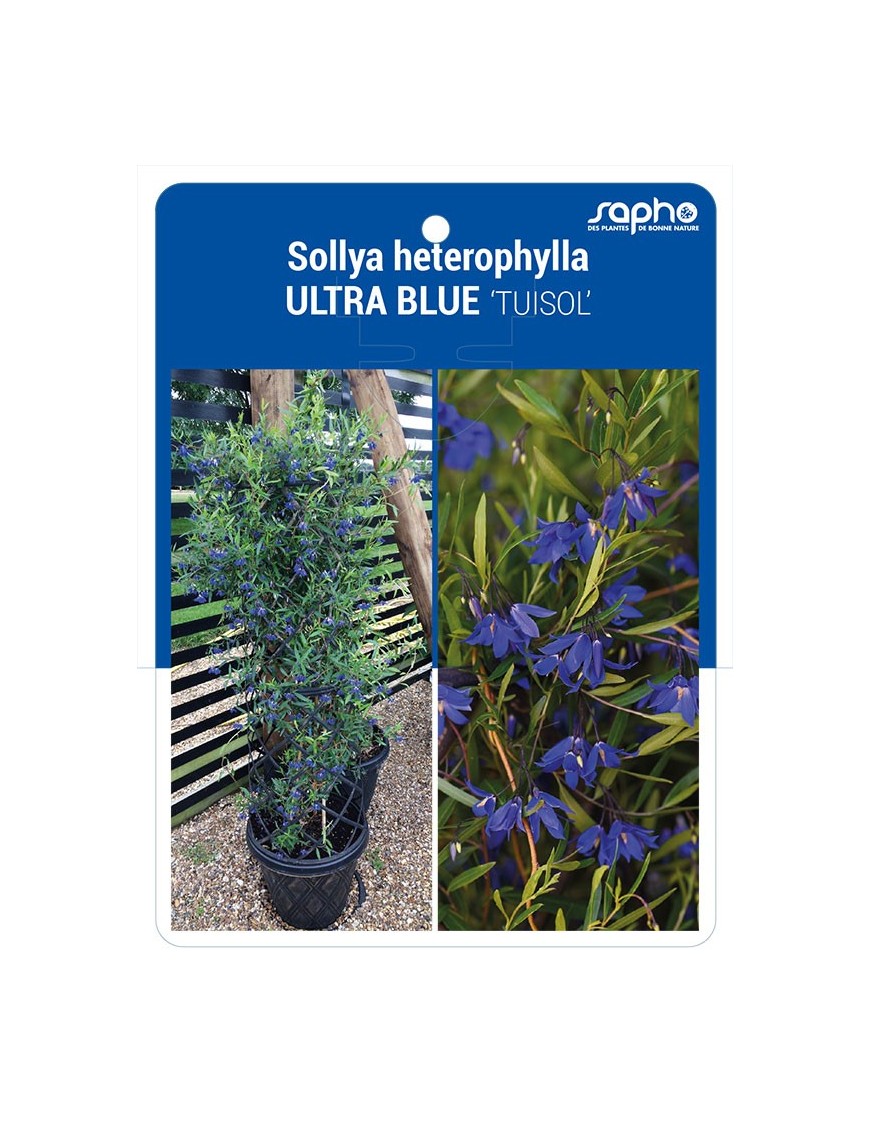 Sollya heterophylla ULTRA BLUE 'TUISOL'
