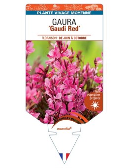 GAURA (lindheimeri) Gaudi Red