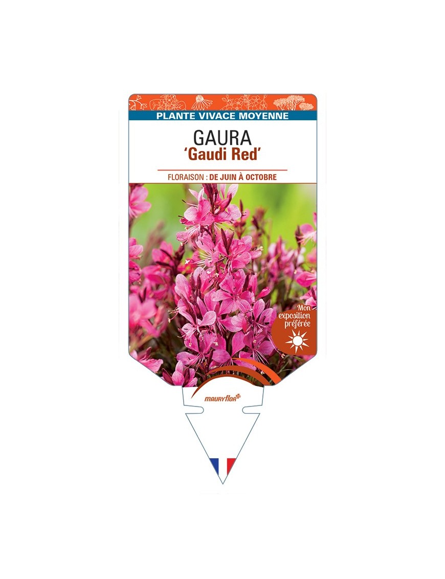 GAURA (lindheimeri) Gaudi Red