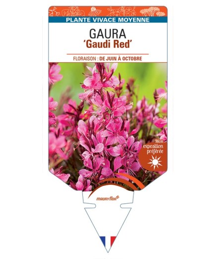 GAURA (lindheimeri) Gaudi Red