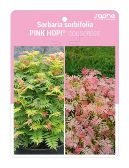 Sorbaria sorbifolia PINK HOPI® 'COUSORB05'