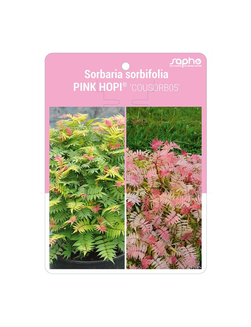 Sorbaria sorbifolia PINK HOPI® 'COUSORB05'