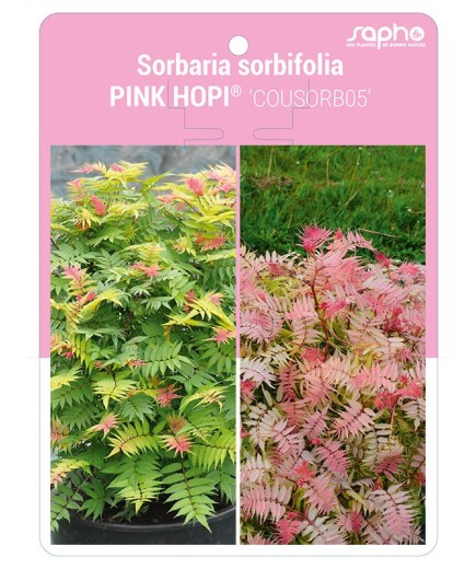 Sorbaria sorbifolia PINK HOPI® 'COUSORB05'