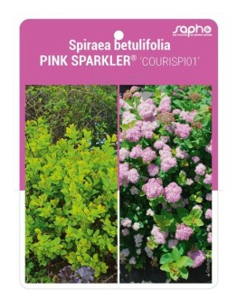 Spiraea betulifolia PINK SPARKLER® 'COURISPI01'