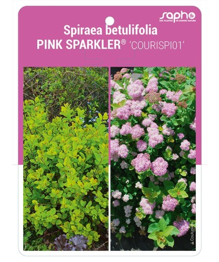 Spiraea betulifolia PINK SPARKLER® 'COURISPI01'