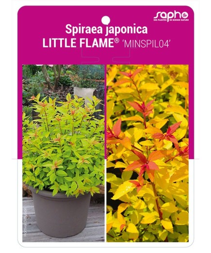 Spiraea japonica LITTLE FLAME® 'MINSPIL04'
