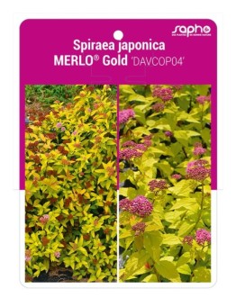 Spiraea japonica MERLO® Gold 'DAVCOP04'