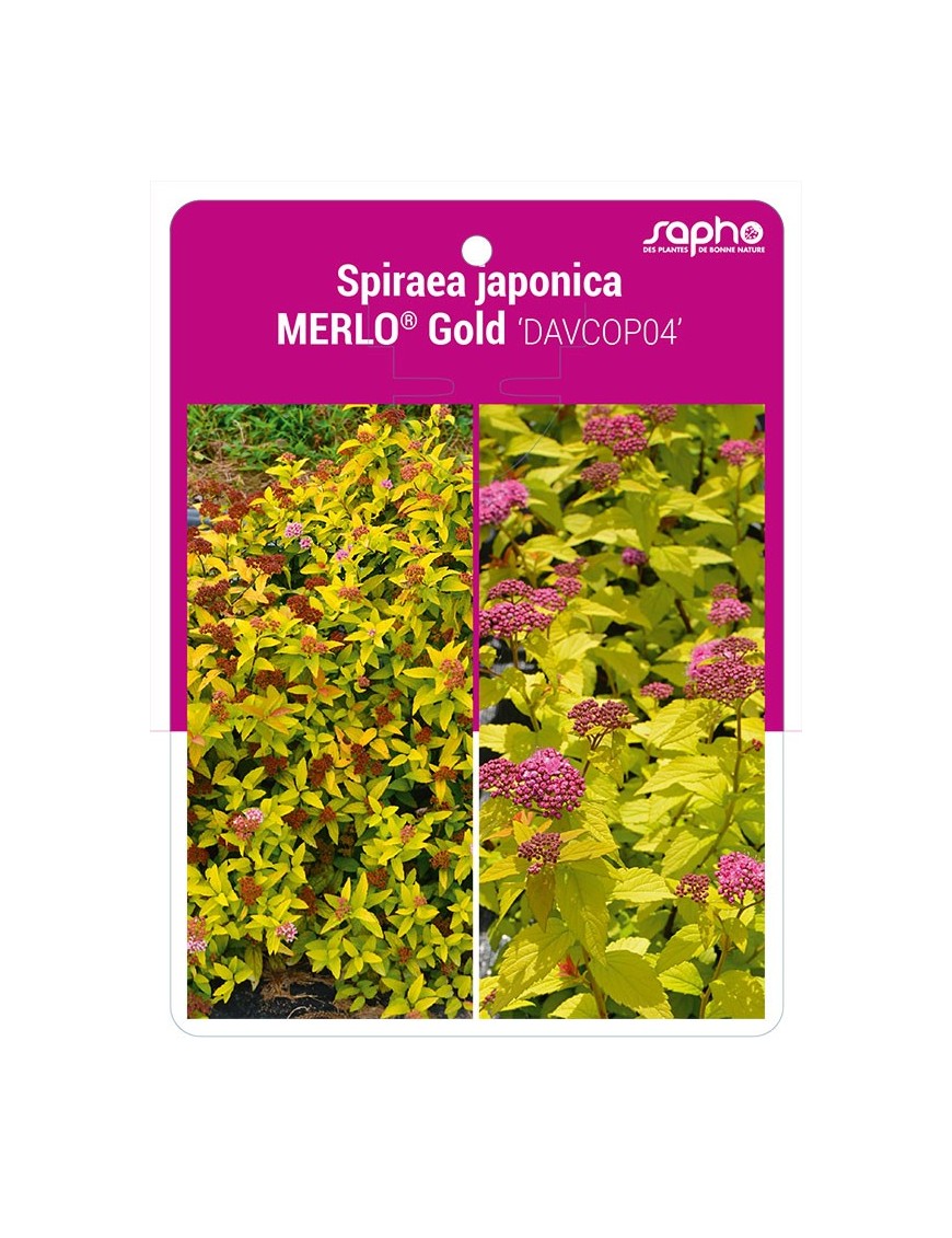 Spiraea japonica MERLO® Gold 'DAVCOP04'