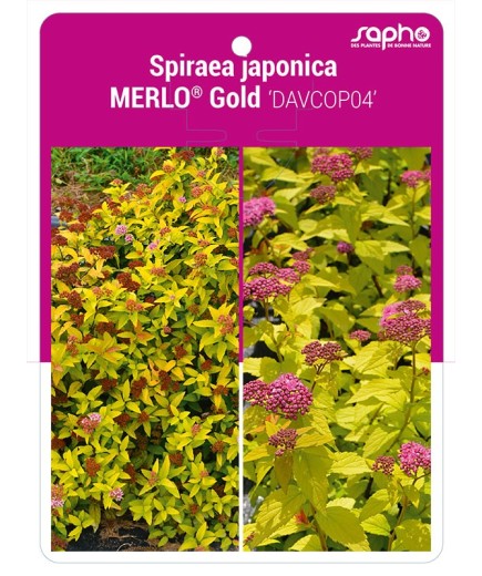 Spiraea japonica MERLO® Gold 'DAVCOP04'