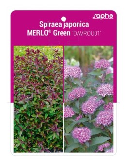 Spiraea japonica MERLO® Green 'DAVROU01'