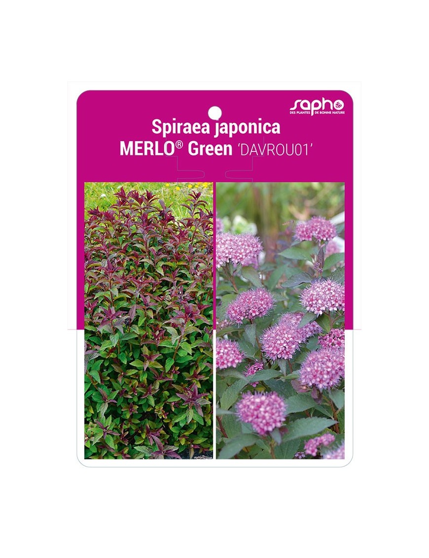 Spiraea japonica MERLO® Green 'DAVROU01'