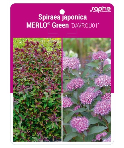 Spiraea japonica MERLO® Green 'DAVROU01'