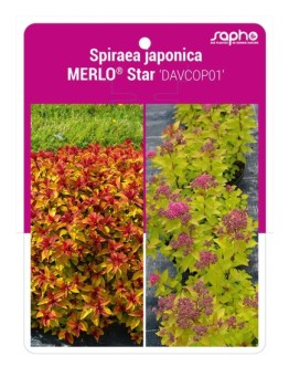 Spiraea japonica MERLO® Star 'DAVCOP01'