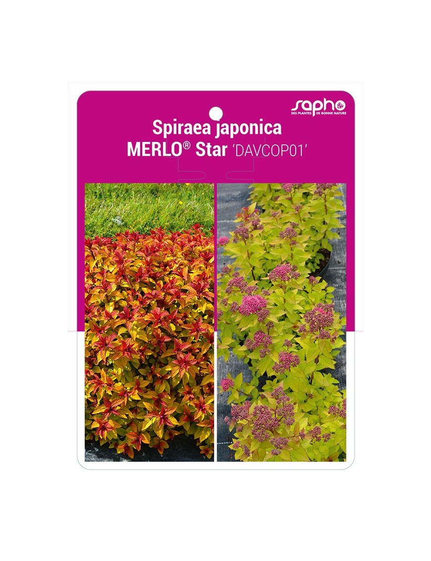 Spiraea japonica MERLO® Star 'DAVCOP01'