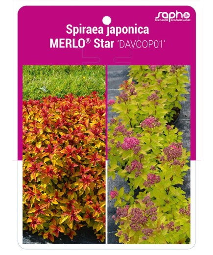 Spiraea japonica MERLO® Star 'DAVCOP01'