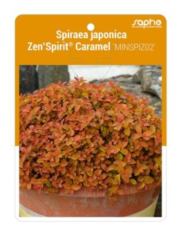 Spiraea japonica Zen'Spirit® Caramel 'MINSPIZ02'