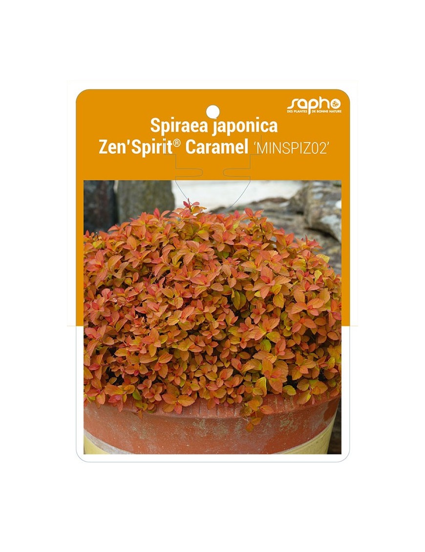 Spiraea japonica Zen'Spirit® Caramel 'MINSPIZ02'