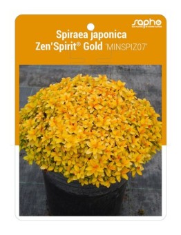 Spiraea japonica Zen'Spirit® Gold 'MINSPIZ07'