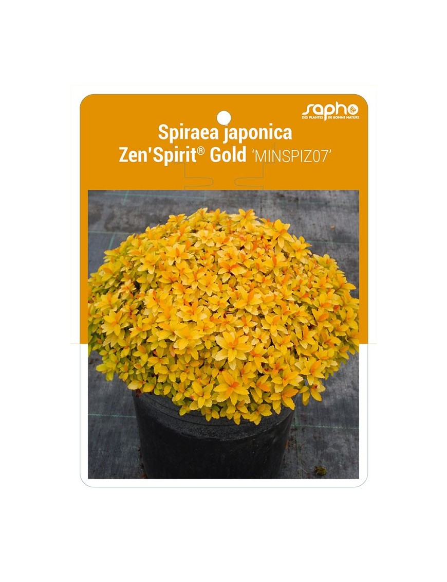 Spiraea japonica Zen'Spirit® Gold 'MINSPIZ07'