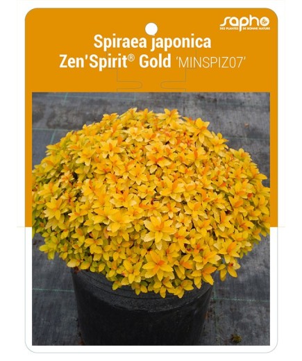 Spiraea japonica Zen'Spirit® Gold 'MINSPIZ07'