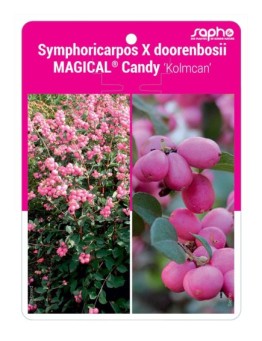 Symphoricarpos X doorenbosii MAGICAL® Candy ‘Kolmcan’