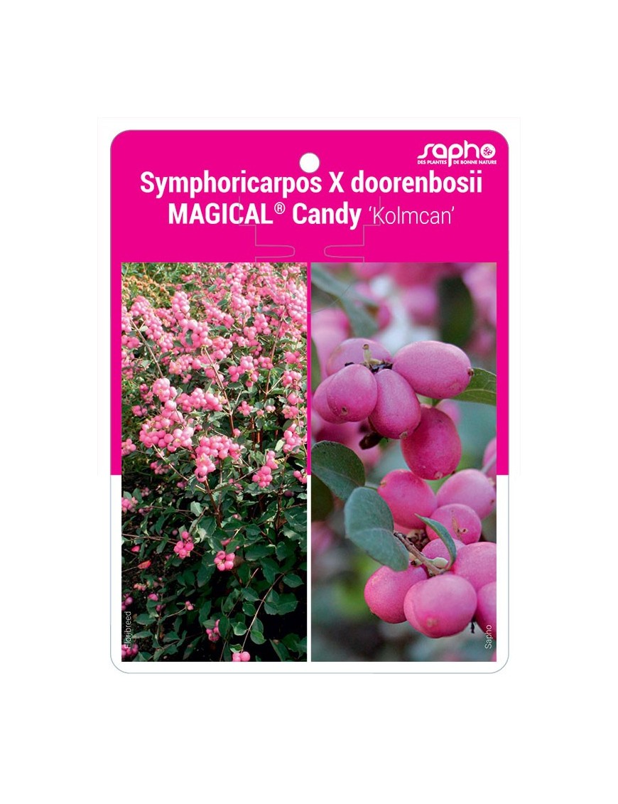 Symphoricarpos X doorenbosii MAGICAL® Candy ‘Kolmcan’