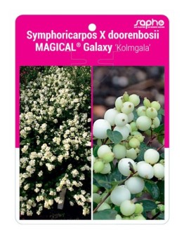 Symphoricarpos X doorenbosii MAGICAL® Galaxy ‘Kolmgala’