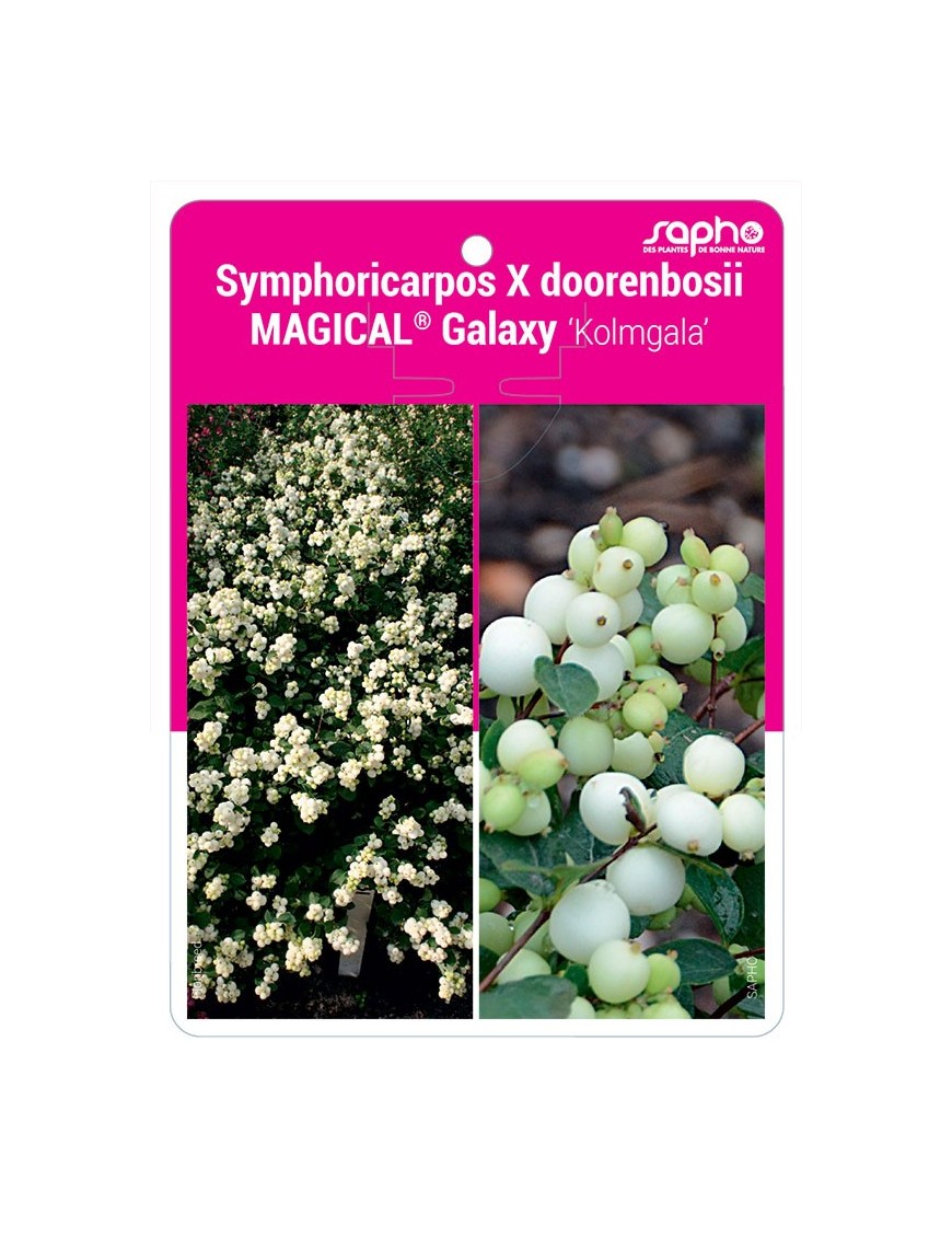 Symphoricarpos X doorenbosii MAGICAL® Galaxy ‘Kolmgala’