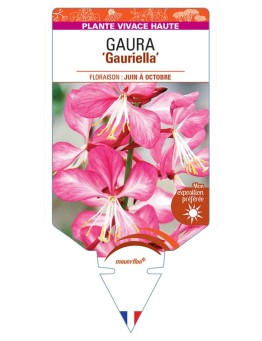 GAURA (lindheimeri) Gauriella