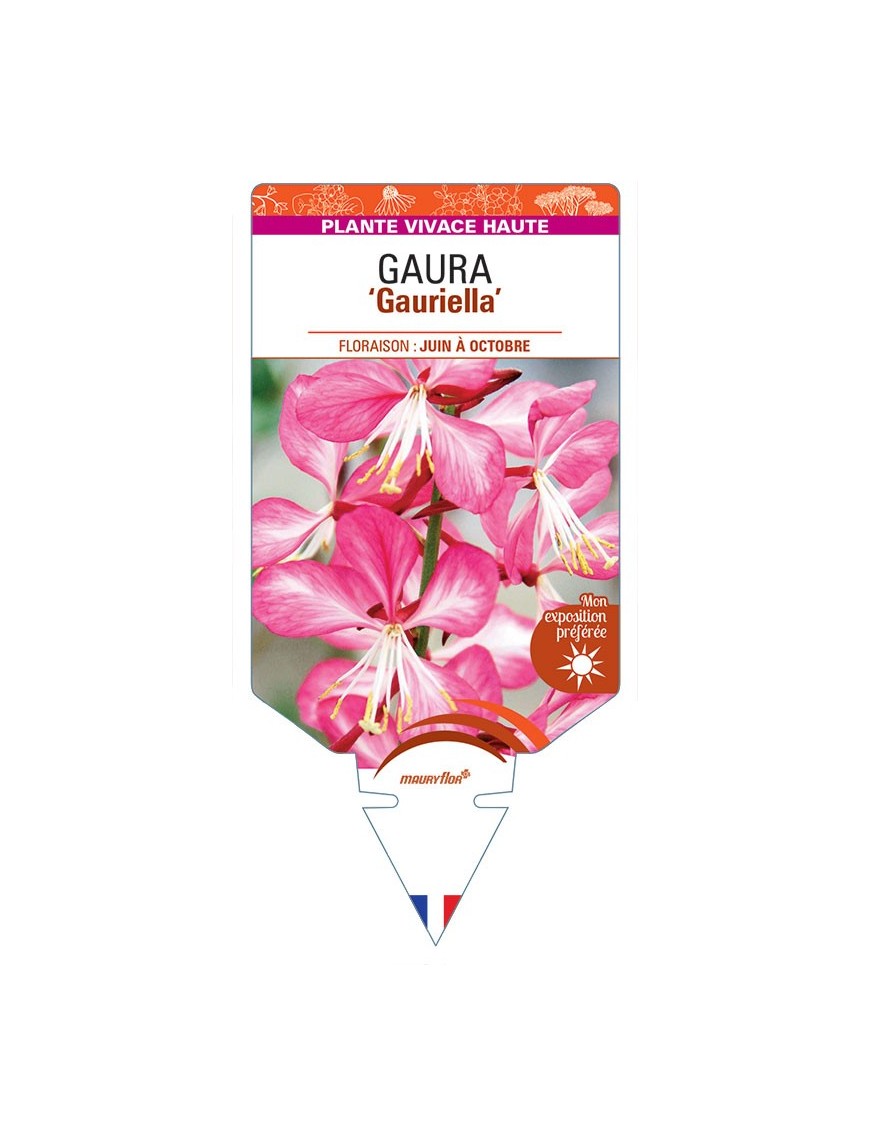 GAURA (lindheimeri) Gauriella