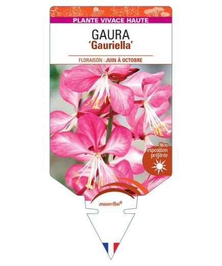 GAURA (lindheimeri) Gauriella